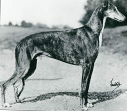 types of greyhounds